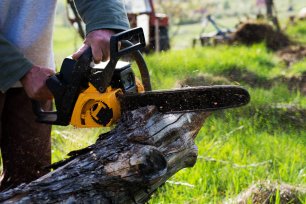 Best Tree Disease Treatment  in Wallington, NJ